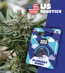 Holy Hemp Fast-Flowering Cannabis Samen (THC) – Cali Seeds