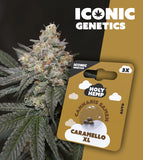 Holy Hemp Auto-Flowering Cannabis Samen (THC) – Iconic Genetics