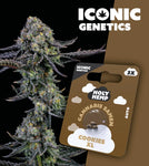 Holy Hemp Auto-Flowering Cannabis Samen (THC) – Iconic Genetics