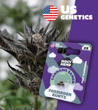 Holy Hemp Fast-Flowering Cannabis Samen (THC) – Cali Seeds