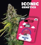 Holy Hemp Auto-Flowering Cannabis Samen (THC) – Iconic Genetics