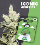 Holy Hemp Auto-Flowering Cannabis Samen (THC) – Iconic Genetics