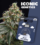 Holy Hemp Auto-Flowering Cannabis Samen (THC) – Iconic Genetics