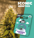 Holy Hemp Auto-Flowering Cannabis Samen (THC) – Iconic Genetics