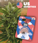 Holy Hemp Auto-Flowering Cannabis Samen (THC) – Cali Seeds