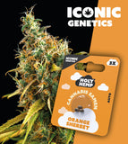 Holy Hemp Auto-Flowering Cannabis Samen (THC) – Iconic Genetics