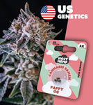 Holy Hemp Full Season Cannabis Samen (THC) – Cali Seeds