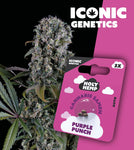 Holy Hemp Auto-Flowering Cannabis Samen (THC) – Iconic Genetics