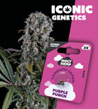 Holy Hemp Auto-Flowering Cannabis Samen (THC) – Iconic Genetics