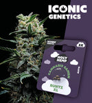 Holy Hemp Auto-Flowering Cannabis Samen (THC) – Iconic Genetics