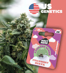 Holy Hemp Fast-Flowering Cannabis Samen (THC) – Cali Seeds