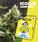 Holy Hemp Auto-Flowering Cannabis Samen (THC) – Iconic Genetics