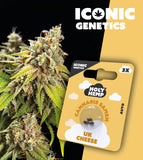 Holy Hemp Auto-Flowering Cannabis Samen (THC) – Iconic Genetics