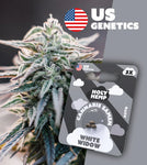 Holy Hemp Auto-Flowering Cannabis Samen (THC) – Cali Seeds